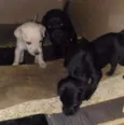 A sua escolha