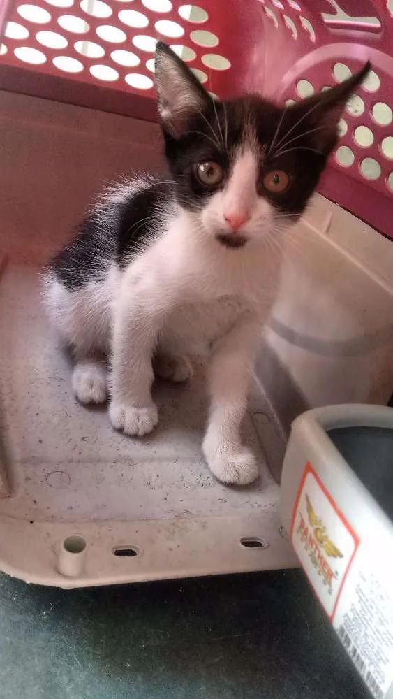 Gato raça  idade 2 a 6 meses nome nina