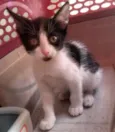 nina