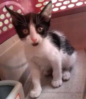 Gato raça  idade 2 a 6 meses nome nina