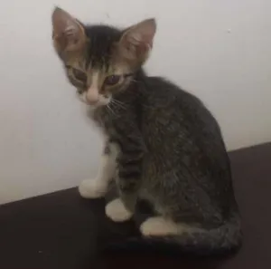 Gato raça SRD idade 2 a 6 meses nome Gato