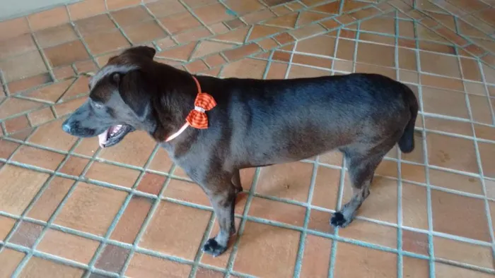 Cachorro ra a SRD idade 5 anos nome TOSH