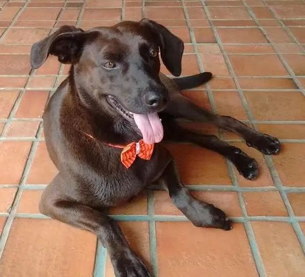 Cachorro ra a SRD idade 5 anos nome TOSH