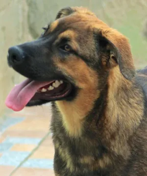 Cachorro raça  idade 2 a 6 meses nome Eros Filhote