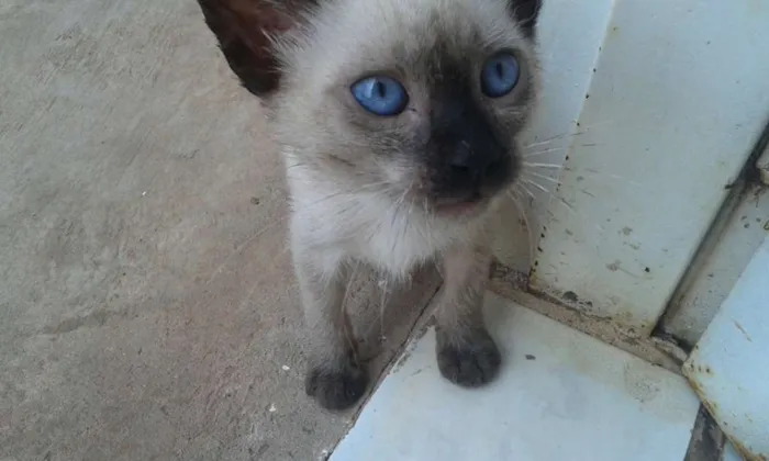 Gato ra a siames idade 2 a 6 meses nome não tem