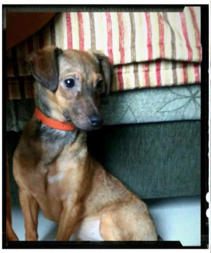 Cachorro ra a SRD idade 7 a 11 meses nome Leka