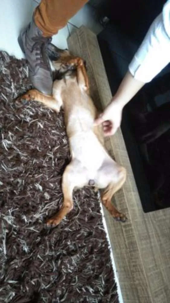 Cachorro ra a SRD idade 7 a 11 meses nome Leka