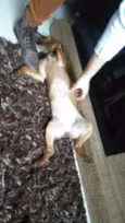 Leka