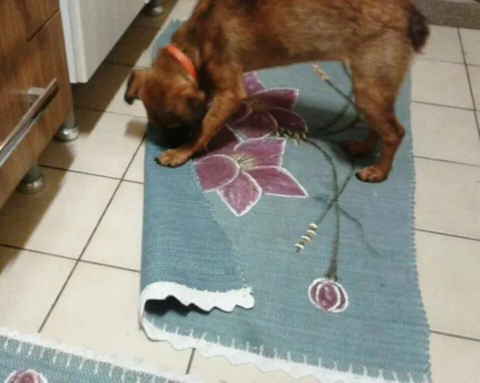 Cachorro ra a SRD idade 7 a 11 meses nome Leka