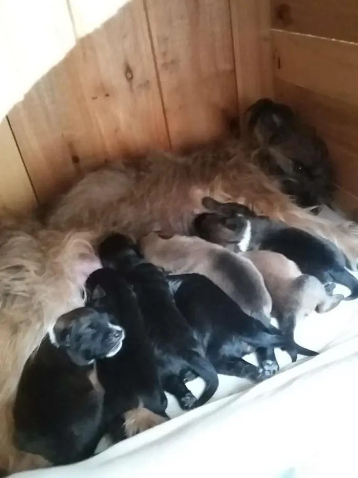 Cachorro ra a sem raça definida idade Abaixo de 2 meses nome sem nome