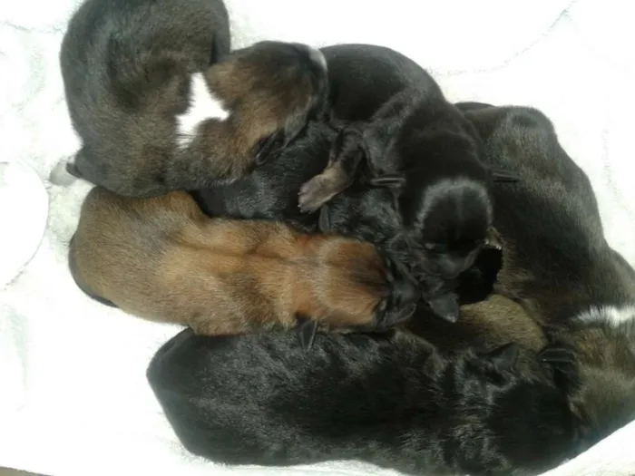 Cachorro ra a sem raça definida idade Abaixo de 2 meses nome sem nome