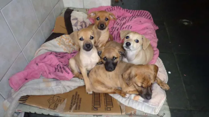 Cachorro ra a SRD idade  nome Sem nome