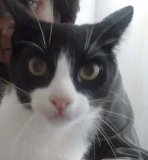 Gato raça SRD idade 2 a 6 meses nome Lulu