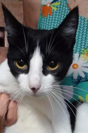 Gato raça SRD idade 2 a 6 meses nome Sula