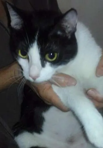 Gato ra a SRD idade 2 a 6 meses nome Fabi
