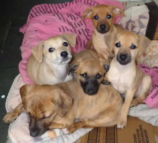 Cachorro ra a SRD idade  nome Sem nome
