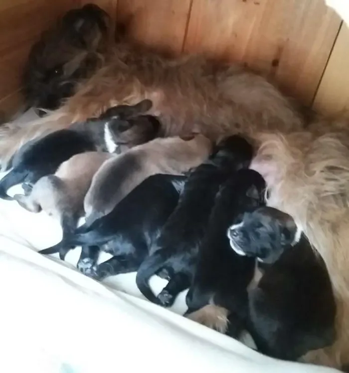 Cachorro ra a sem raça definida idade Abaixo de 2 meses nome sem nome
