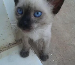 Gato raça siames idade 2 a 6 meses nome não tem