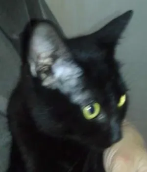 Gato raça SRD idade 1 ano nome Preta