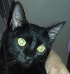 Gato raça SRD idade 1 ano nome Nani