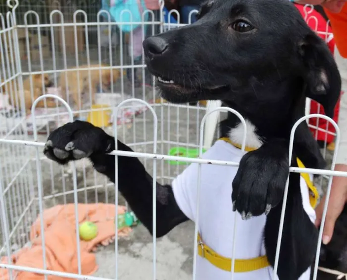 Cachorro ra a SRD idade 2 a 6 meses nome Rafa