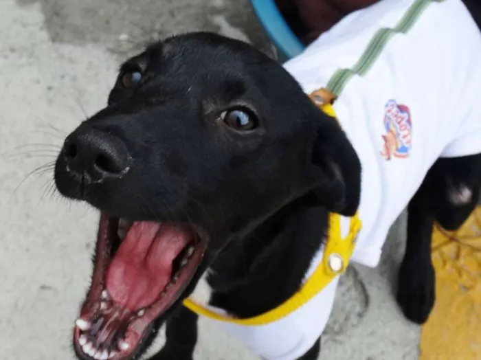 Cachorro ra a SRD idade 2 a 6 meses nome Rafa