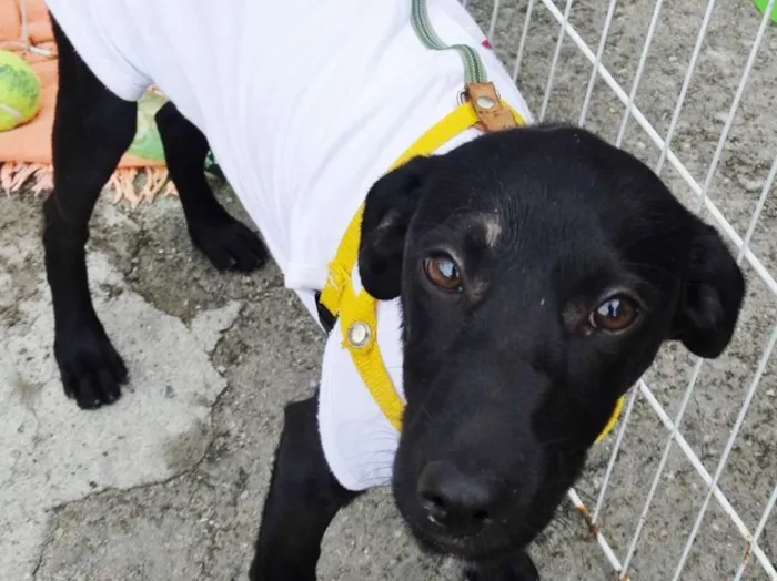 Cachorro ra a SRD idade 2 a 6 meses nome Rafa
