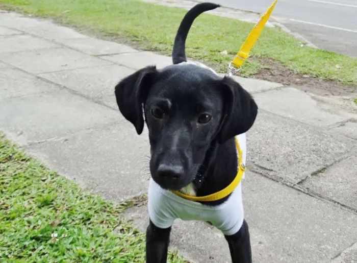Cachorro ra a SRD idade 2 a 6 meses nome Rafa