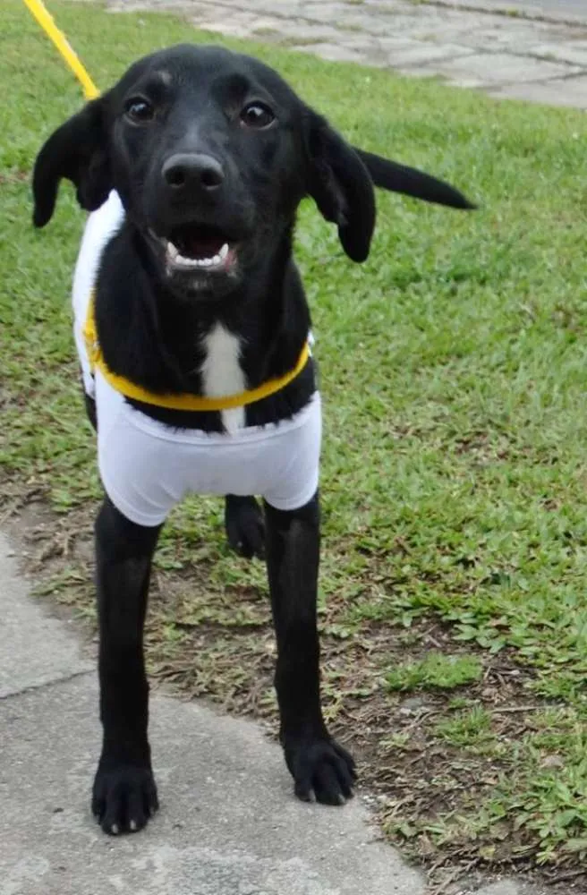 Cachorro ra a SRD idade 2 a 6 meses nome Rafa