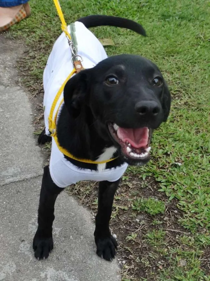 Cachorro ra a SRD idade 2 a 6 meses nome Rafa