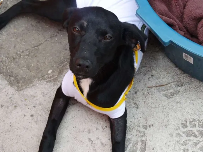 Cachorro ra a SRD idade 2 a 6 meses nome Rafa