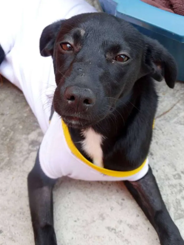 Cachorro ra a SRD idade 2 a 6 meses nome Rafa