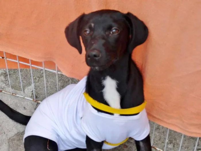 Cachorro ra a SRD idade 2 a 6 meses nome Rafa