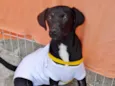 Rafa