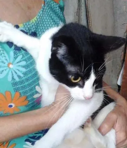 Gato ra a SRD idade 7 a 11 meses nome Chica