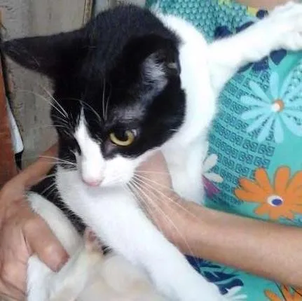 Gato ra a SRD idade 7 a 11 meses nome Chica