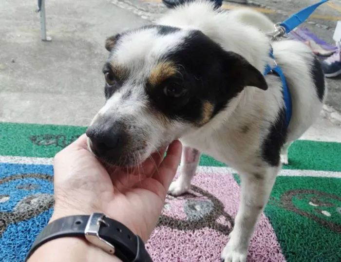 Cachorro ra a SRD idade 2 anos nome Vinny