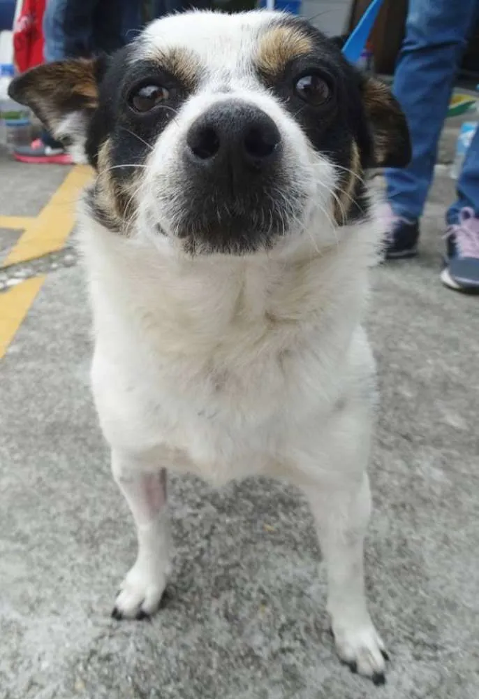Cachorro ra a SRD idade 2 anos nome Vinny