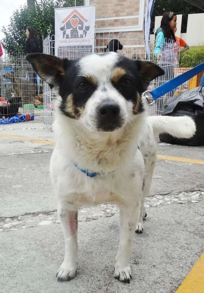 Cachorro ra a SRD idade 2 anos nome Vinny