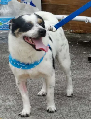 Cachorro raça SRD idade 2 anos nome Vinny