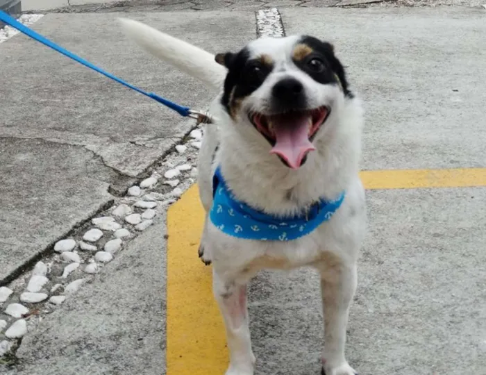 Cachorro ra a SRD idade 2 anos nome Vinny