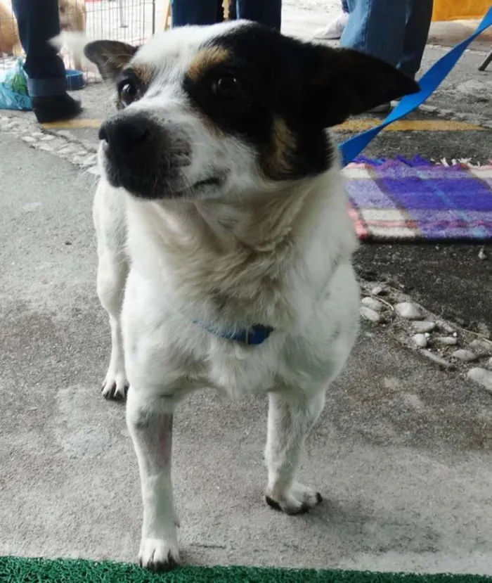 Cachorro ra a SRD idade 2 anos nome Vinny