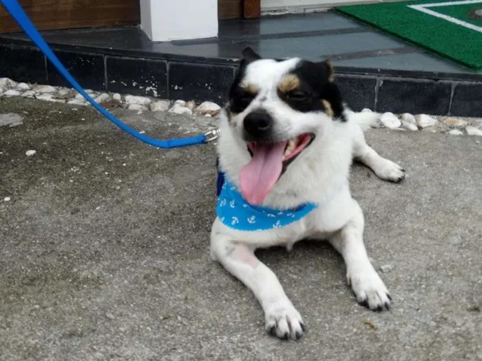 Cachorro ra a SRD idade 2 anos nome Vinny