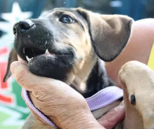 Cachorro raça SRD idade 2 a 6 meses nome Filhote