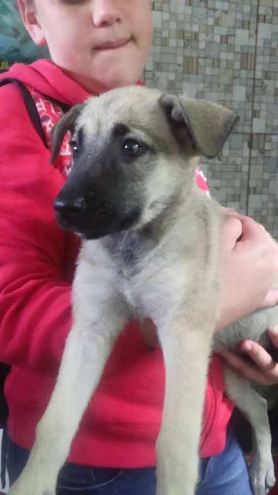 Cachorro ra a VIRALATA idade 2 a 6 meses nome SEM NOME