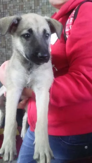 Cachorro raça VIRALATA idade 2 a 6 meses nome SEM NOME