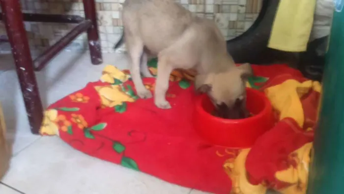 Cachorro ra a VIRALATA idade 2 a 6 meses nome SEM NOME