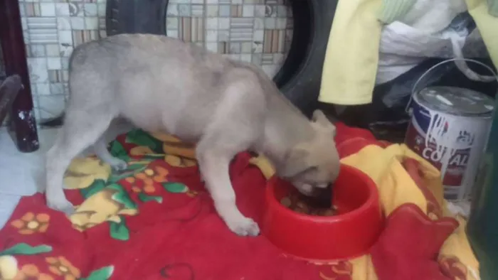 Cachorro ra a VIRALATA idade 2 a 6 meses nome SEM NOME