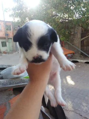 Cachorro raça Sem raca definida  idade Abaixo de 2 meses nome Max