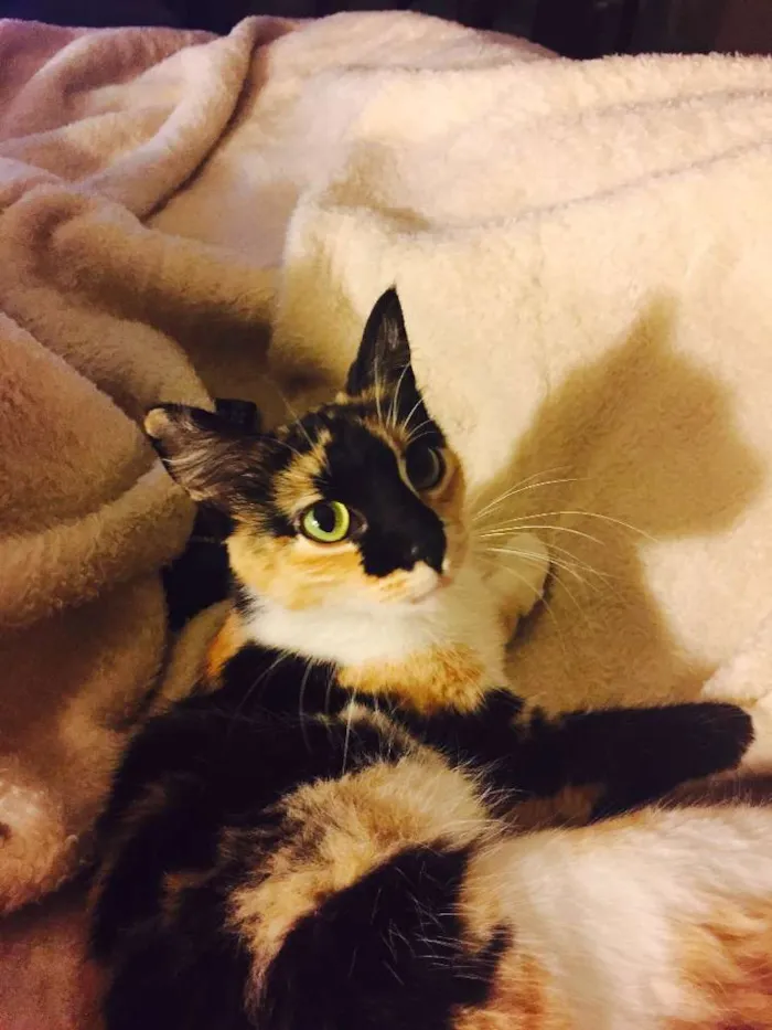 Gato ra a SRD idade 7 a 11 meses nome Manuela